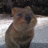 Author profile pic - Han Quokka